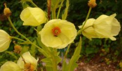 2013-08-18_Regina-F-Rau_Schachen_Blumen  (186).JPG